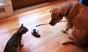 Il gatto del Bengala incontra per la prima volta sua cugina, una “enorme” cagnolina (video)