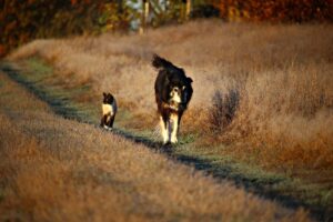 Il gatto e i cani Australian Cattle Dog si sfidano per un posto nella cuccia (video)