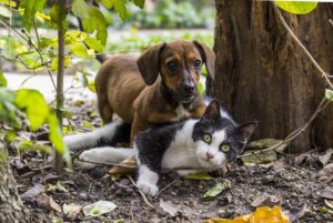 Il gatto e il San Bernardo “combattono” per la supremazia (video)