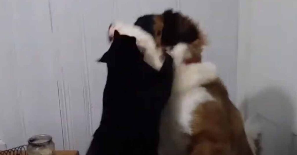 Gatto e cane che lottano