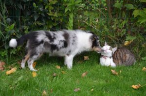 Il gatto e l’Husky si sfidano per il titolo di “re della casa”: chi avrà l’ultima parola? (video)