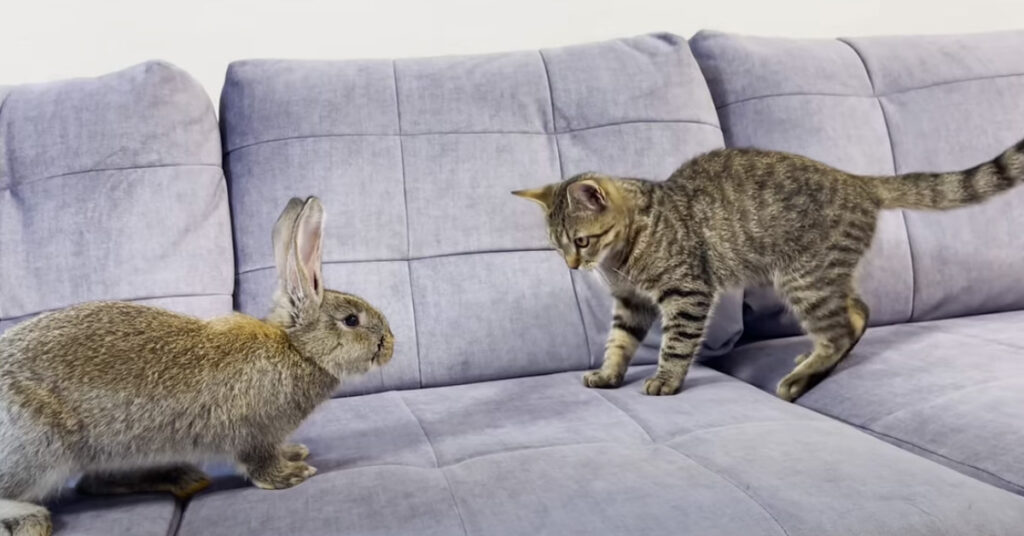 Gatto che gioca con un coniglio