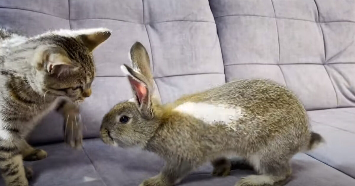 Il gatto incontra per la prima volta un coniglio e decide di mettere subito  in chiaro le cose (video)