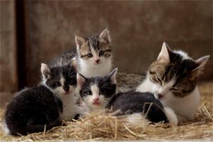 Il gatto papà incontra per la prima volta i suoi gattini appena nati (video)