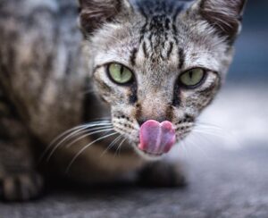 Il gatto prende coraggio e assaggia per la prima volta un gelato: se ne pente subito (video)