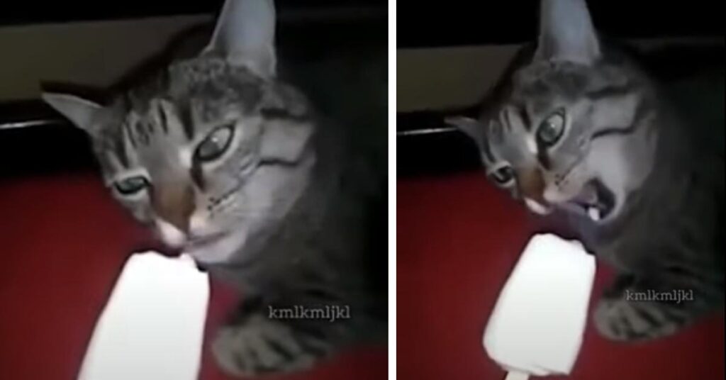 Gatto che assaggia un gelato