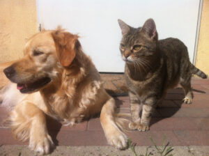 Il gatto prova a rubare il cibo del cane, ma viene colto sul fatto (video)