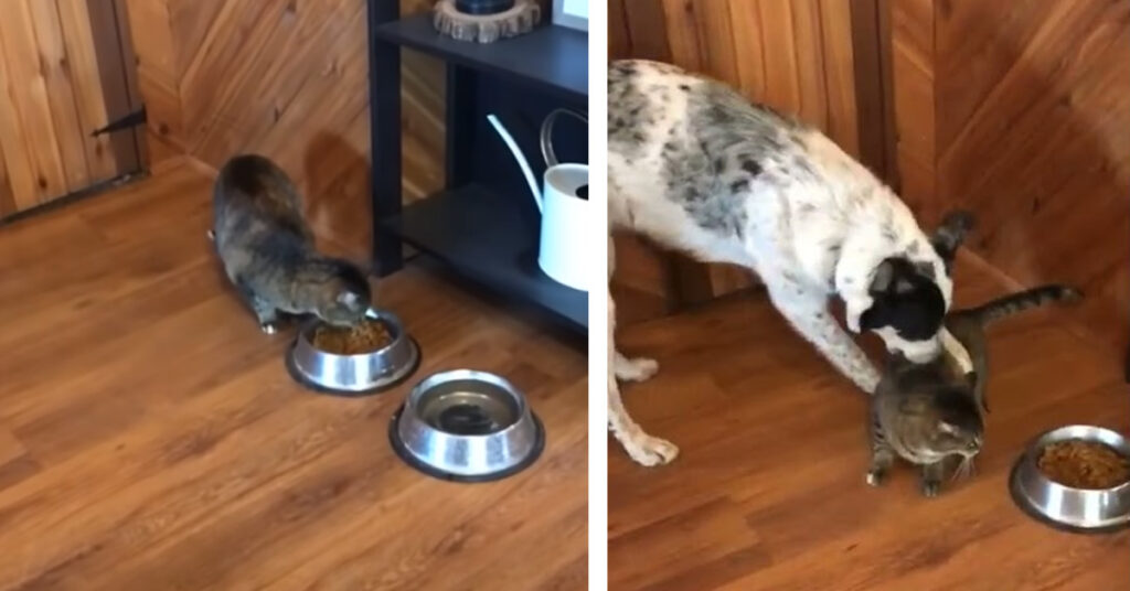 Gatto prova a mangiare il cibo del cane