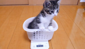 Il piccolo gattino si pesa per la prima volta e il momento è tenerissimo (video)