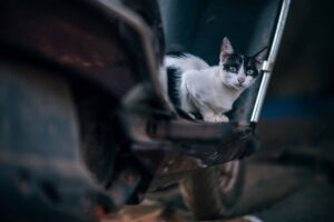 La mamma gatta chiama teneramente i suoi gattini: è l’ora della pappa (video)