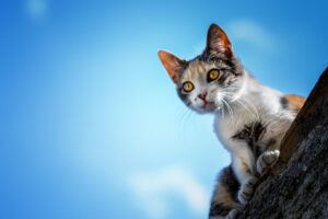 La mamma gatta chiede aiuto a un passante: il suo gattino è in pericolo (video)