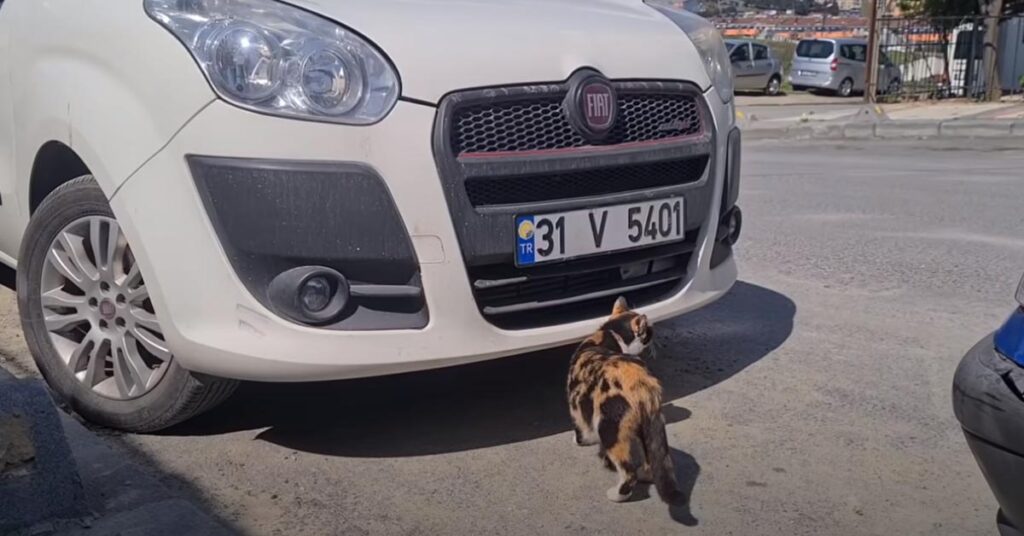Gatto davanti a una macchina