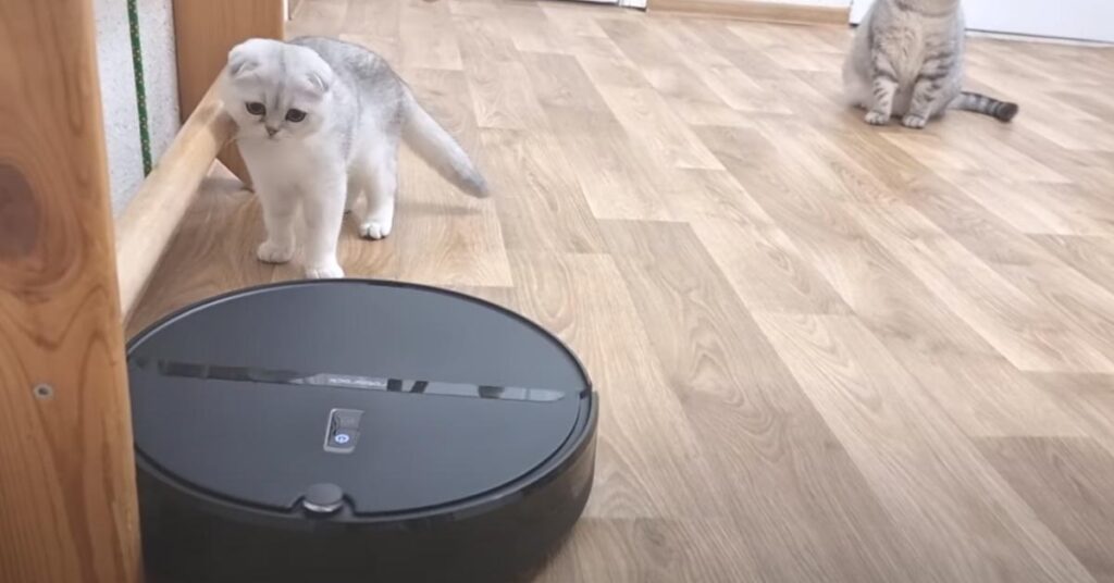 Gatto che osserva un robot aspirapolvere