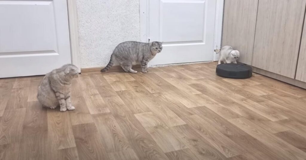 Gatti che osservano robot aspirapolvere