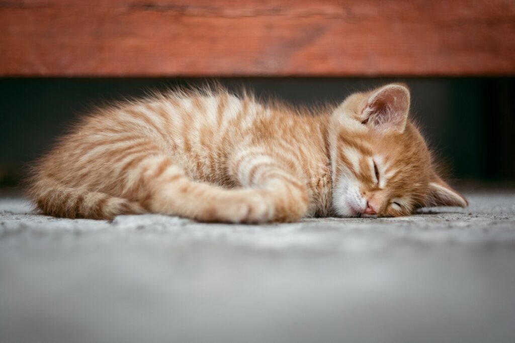 gattino rosso che dorme