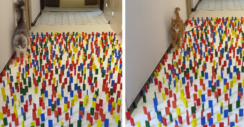 Gatti che camminano tra le tessere del domino