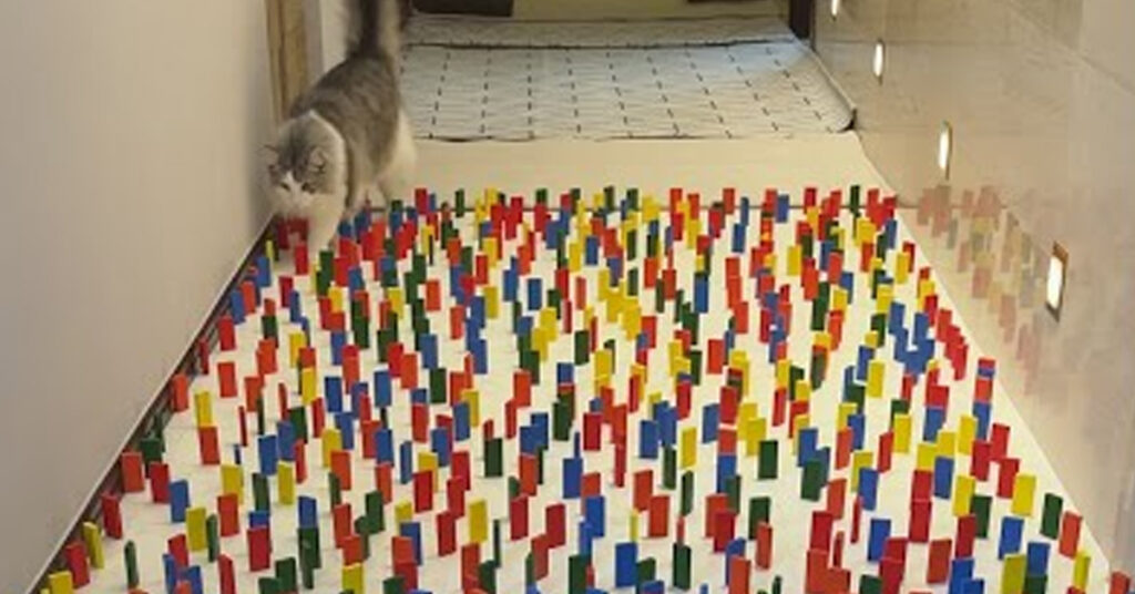 Gatto che cammina tra le tessere del domino