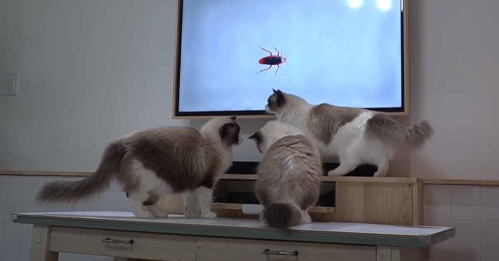 Gatti che guardano la televisione