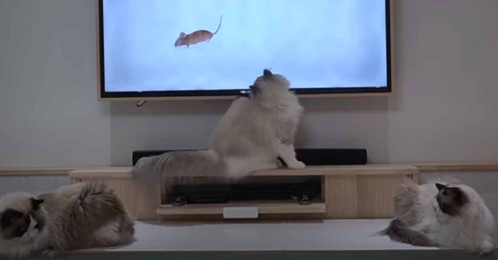 Gatti che giocano con la tv