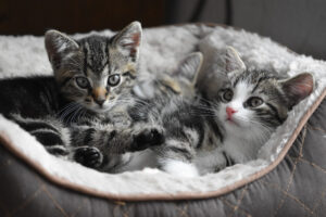 Questi gattini appena nati hanno scambiato un altro cucciolo per la loro mamma (video)