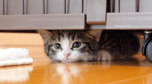 Questo gattino adora nascondersi in un posto molto particolare (video)