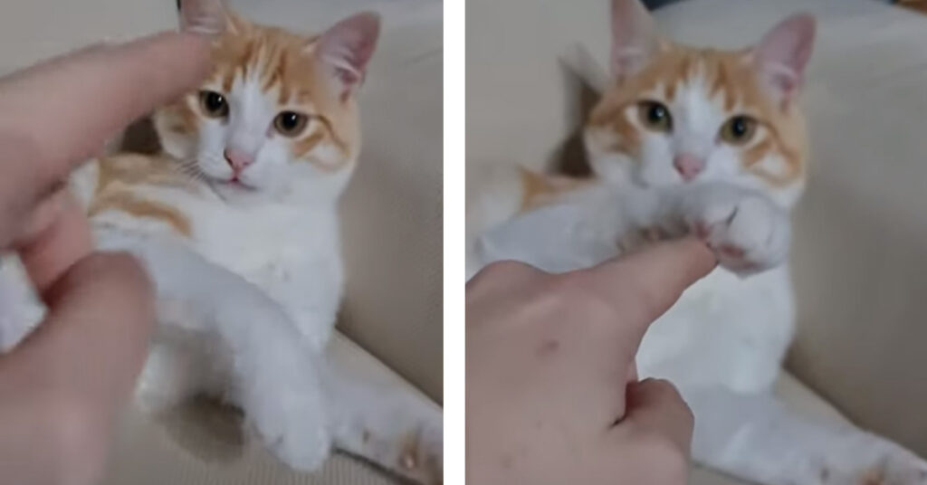 Gattino che gioca con la mano del padrone