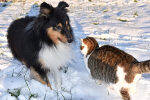 Questo gatto ha deciso che i suoi due fratelli, due grandi cani, non devono entrare in casa (video)