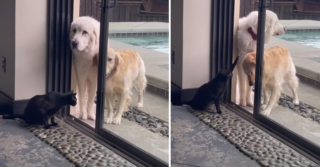 Gatto con due cani alla porta