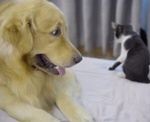 Questo gatto ha deciso di monopolizzare il letto contro un Golden Retriever (video)