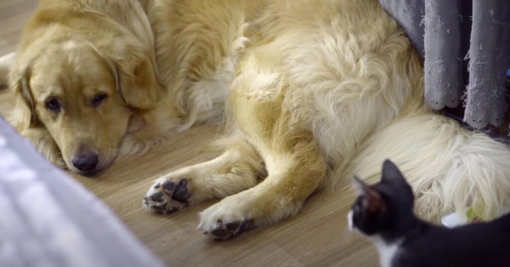 Gatto che guarda un cane