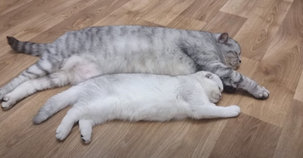 Due gatti che dormono insieme