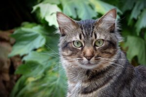 La storia di Quiver, il gatto trafitto da una freccia ma vivo per miracolo (VIDEO)