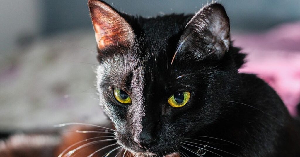 Gatto nero con sguardo attento