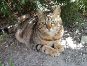 Thelma è in cerca di casa. Aiutiamola a non restare sola