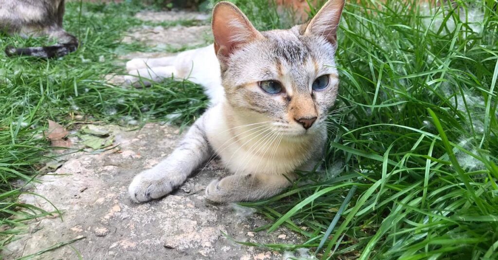 Gattino cerca una padrona