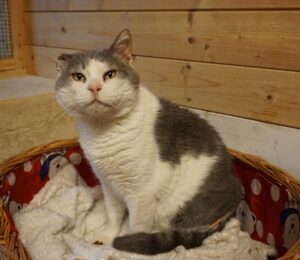 Totò: un gattino giocherellone che cerca una famiglia insieme alla sua amata pallina