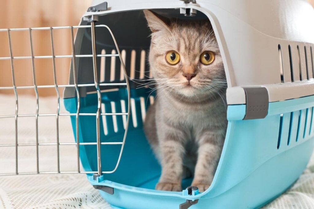 gatto nel trasportino aperto