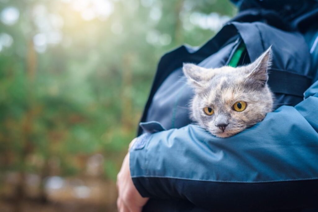 gatto in braccio nel bosco