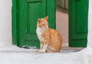 Abituare il gatto alla casa vacanze: come farglielo fare?