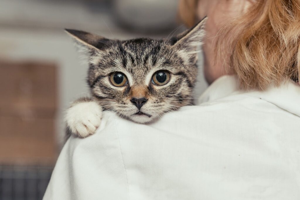 gatto impaurito in braccio