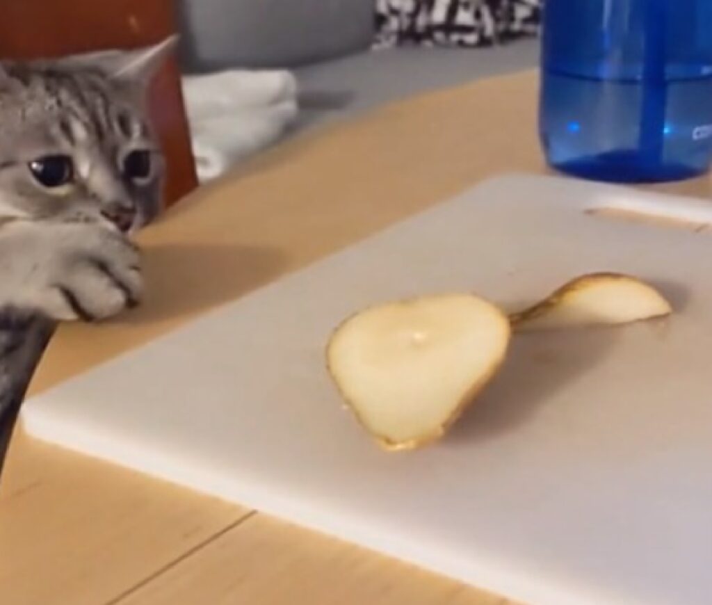 gatto osserva pera su tagliere