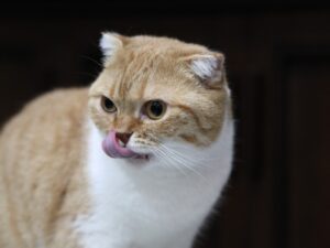 Al ladro! 8 foto di gatti che le provano tutte pur di rubare un pezzo di cibo