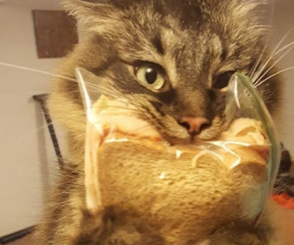gatto pane dentro plastica