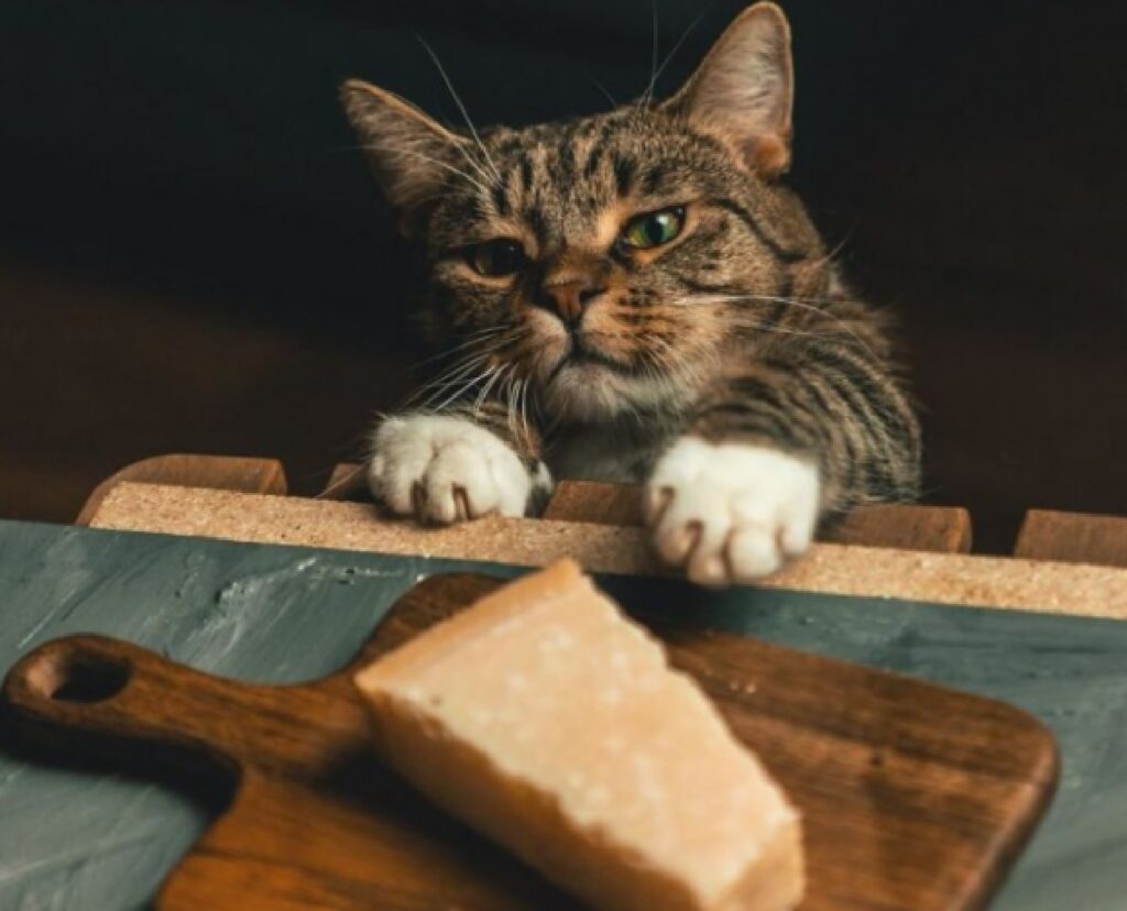 gatto con formaggio su tagliere