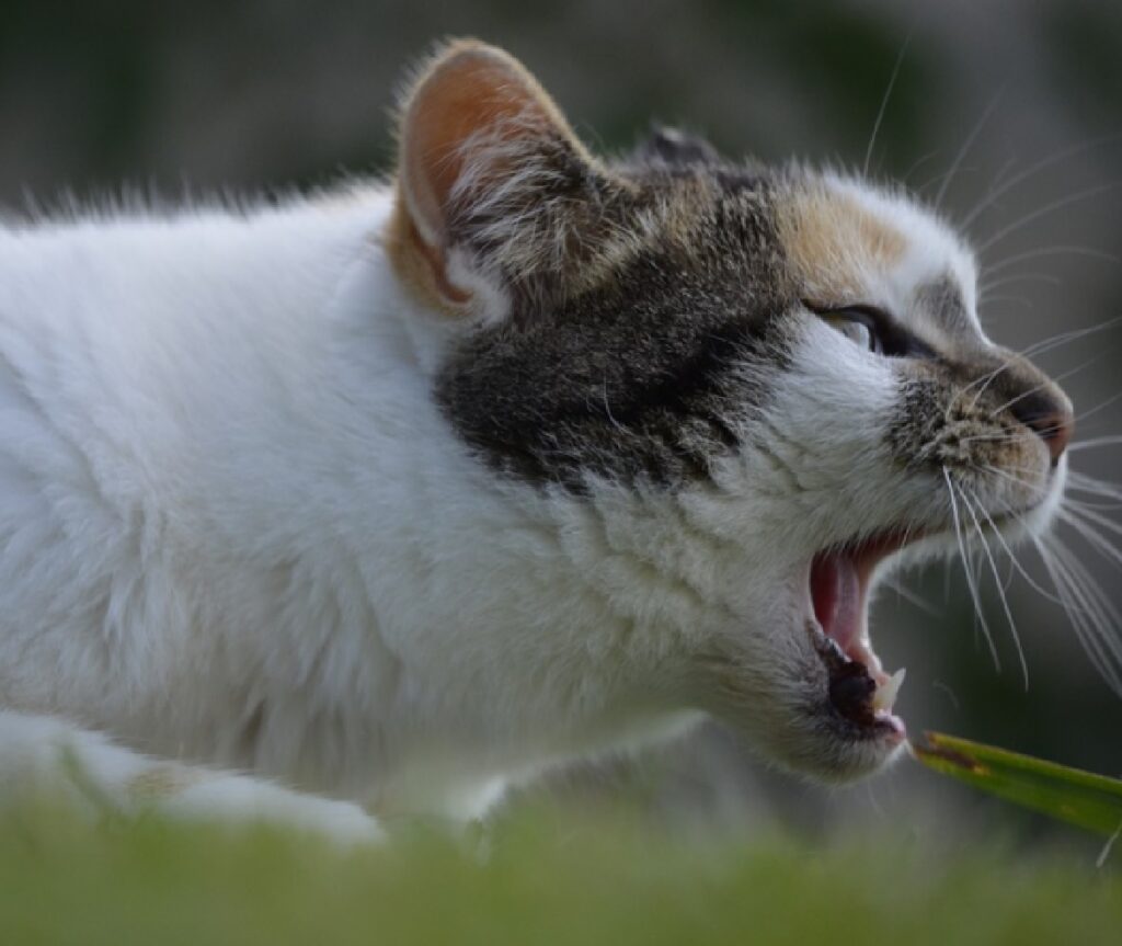 gatto reazione dopo suono forte