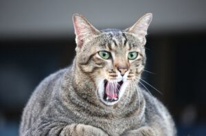 Alcuni rumori possono dare veramente fastidio al gatto, è la Sindrome di Tom & Jerry