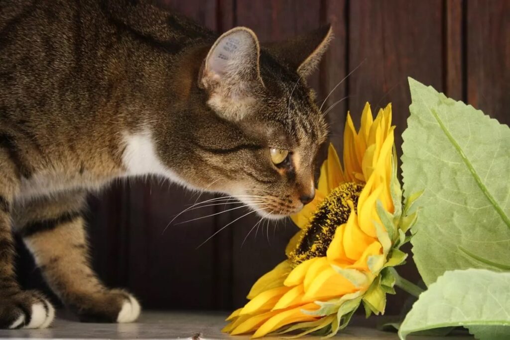 gatto annusa girasole