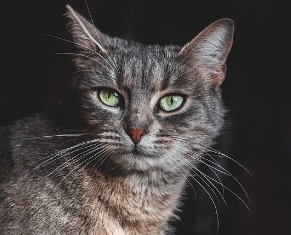 gatto occhi verdi sfondo nero