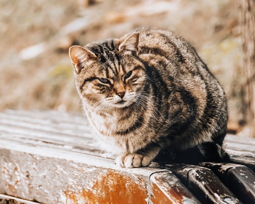 gatto soriano su asse legno