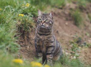 Bardonecchia, scomparso il gatto Shapo, il proprietario offre ricompensa